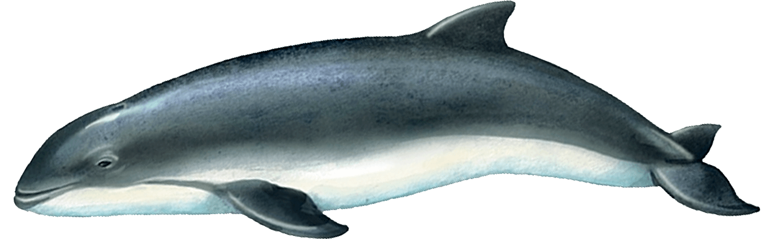 Критически исчезающий вид черноморская азовка