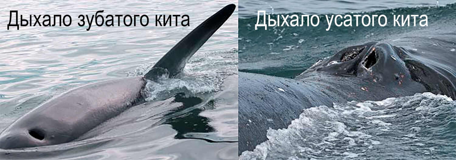 Как различаются дыхала у зубатых и усатых китов: анатомия в сравнении Сравнение дыхала зубатого и усатого кита: одно отверстие слева и два справа