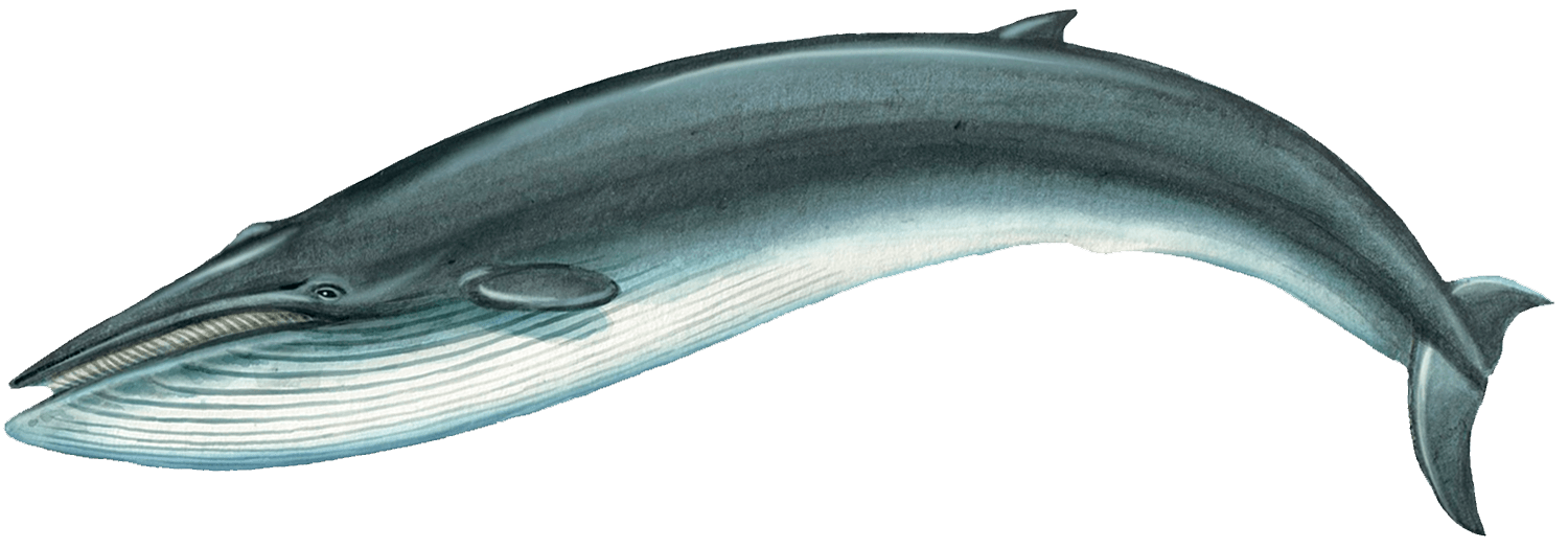 Уязвимый антарктический финвал