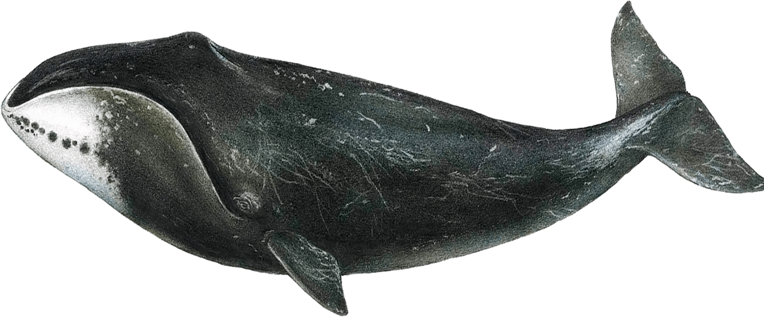 Уязвимый гренландский кит