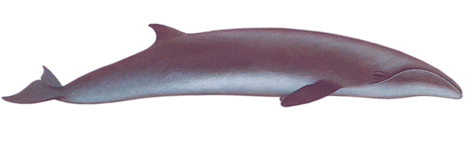 Карликовый синий кит – вымирающий вид