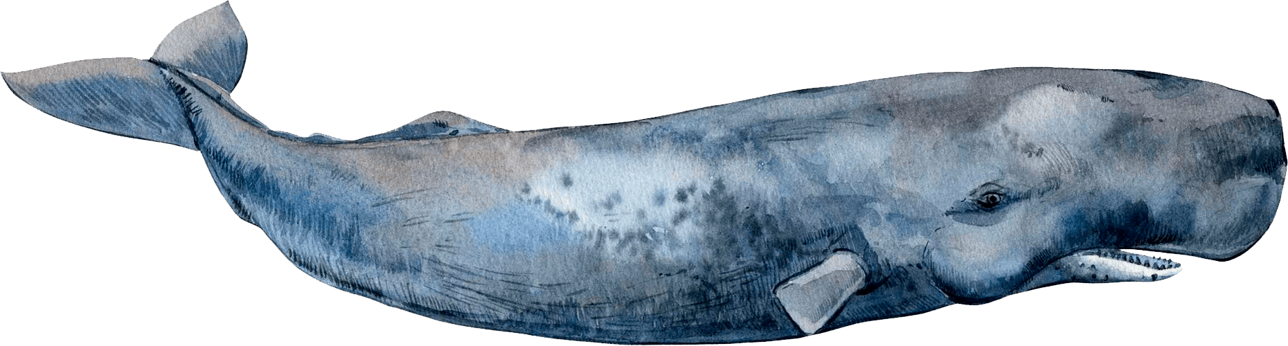 Средиземноморский кашалот на грани исчезновения