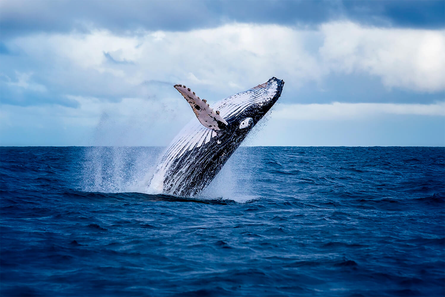 Кит в океане