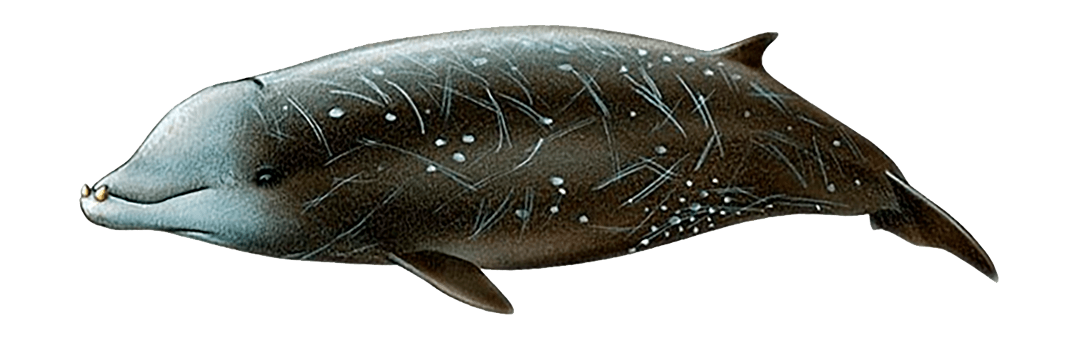 Уязвимый охотский клюворыл