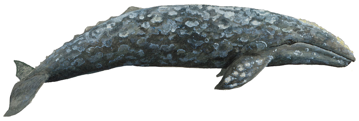 Eschrichtius robustus – серый кит Серый кит