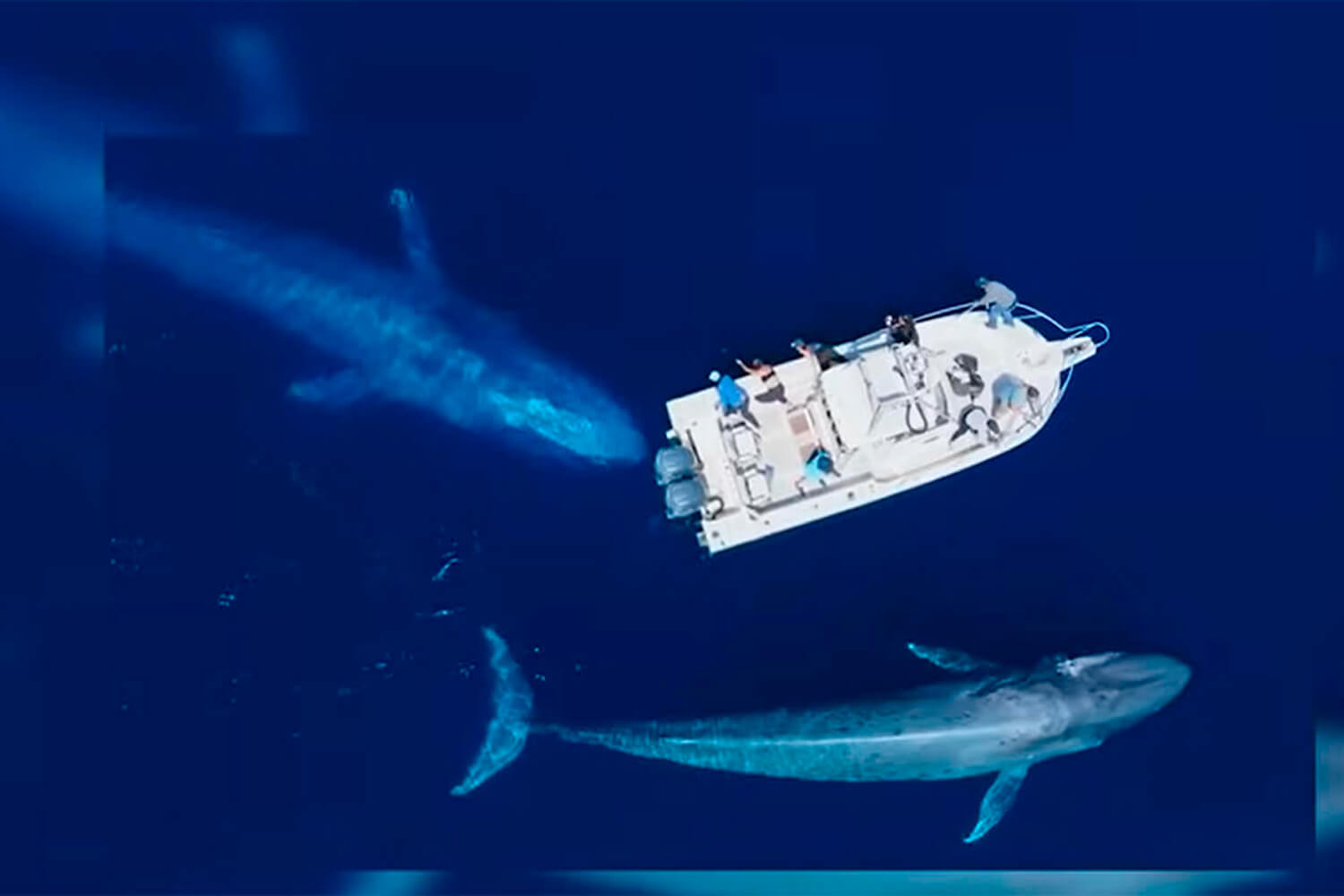 Самые большие киты в мире: ТОП-5 гигантов океана