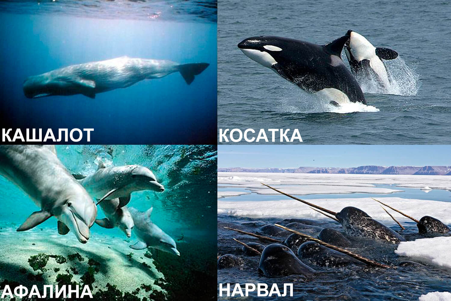 Узнайте про зубатых китов